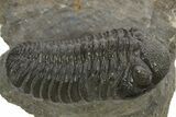 Detailed Morocops Trilobite - Beautiful Preservation #310264-1